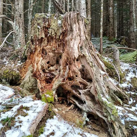 Gastezimmer Salzatal Greith (Bruck-Murzzuschlag)